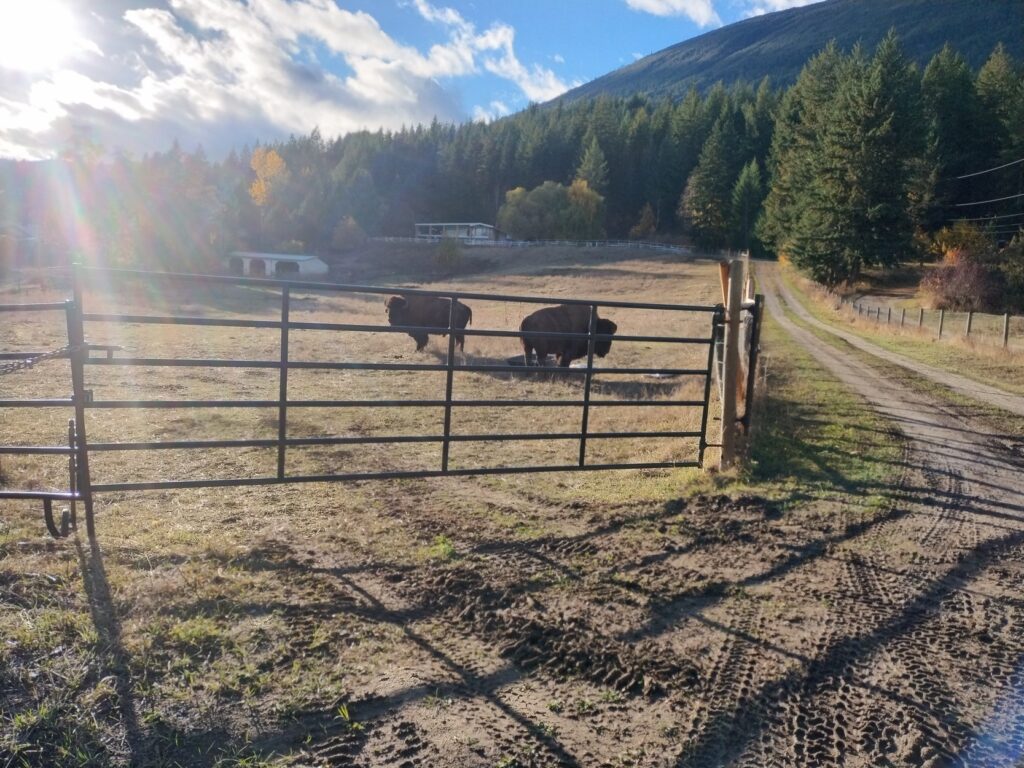 Ranch with buffaloes